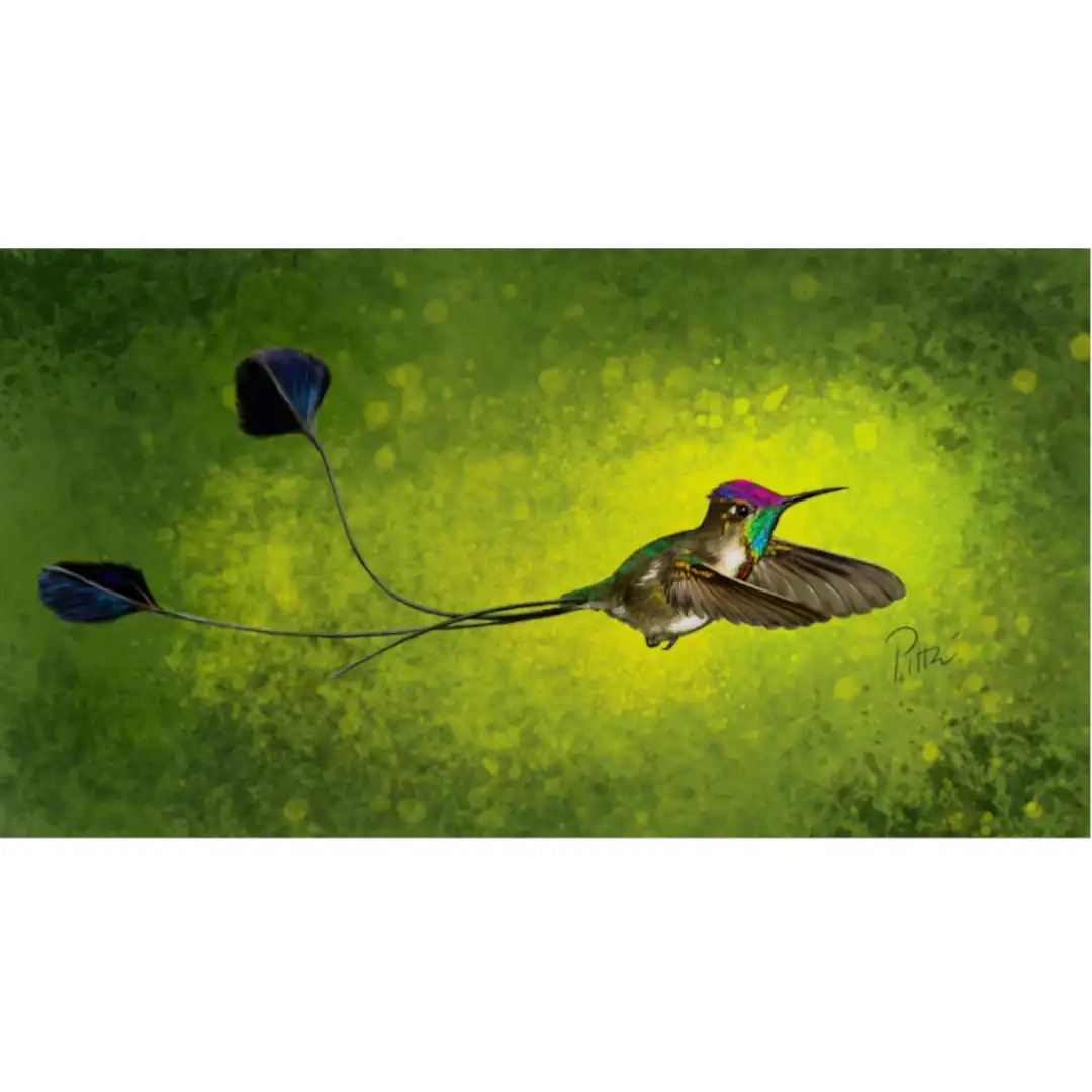 Colibri de raquetas d’après photo